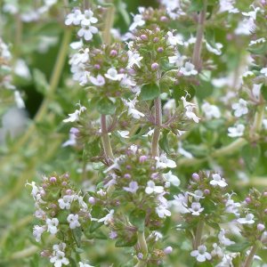 Dúška tymianová - Thymus Vulgaris, kont. C2L